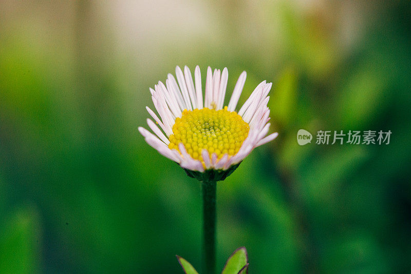 Erigeron karvinskianus